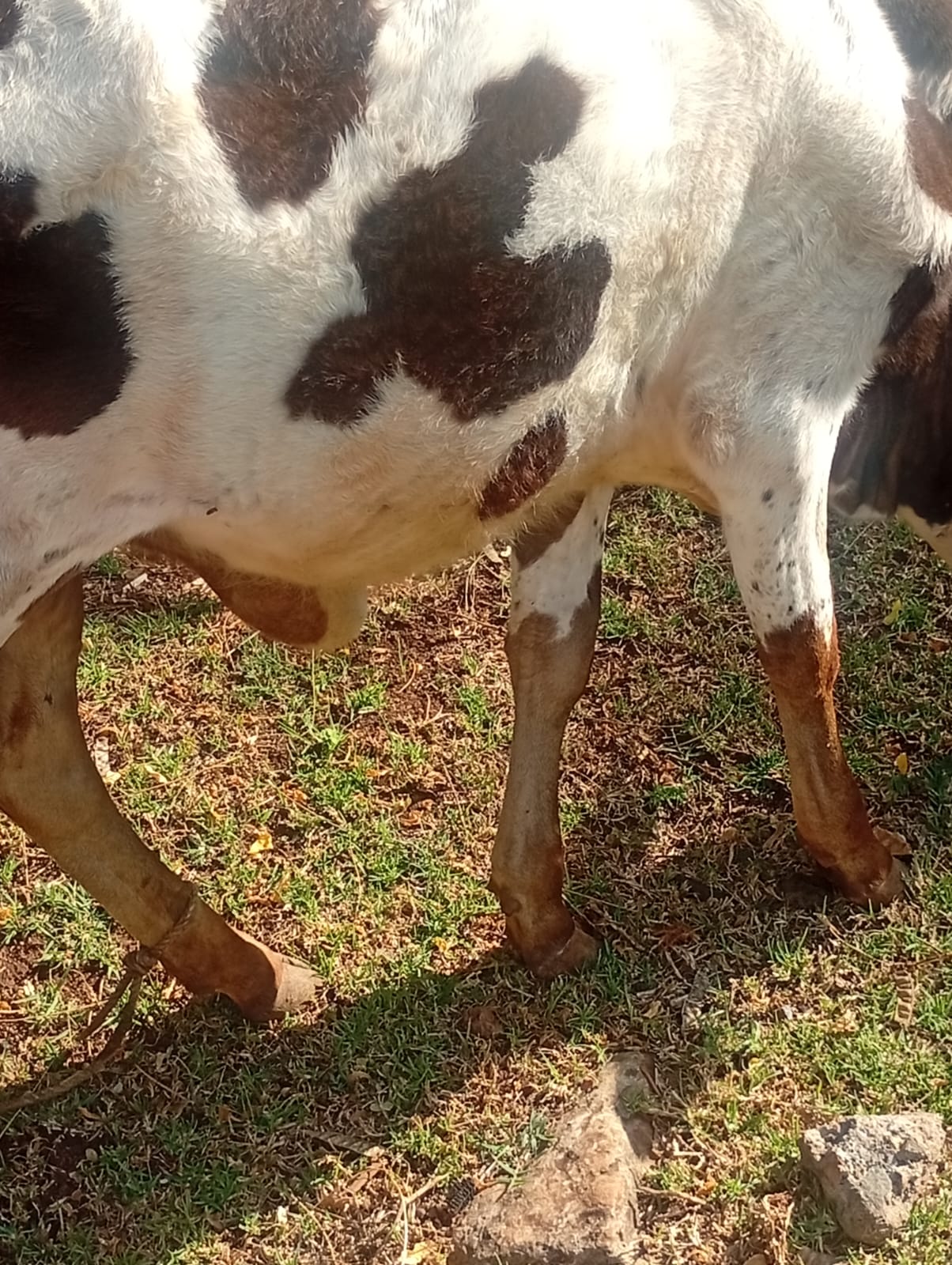 Dairy Cattle