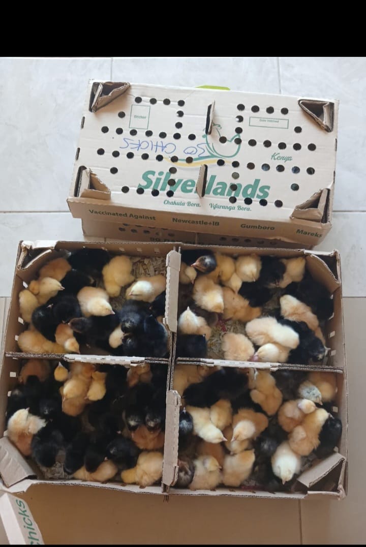 Chicks